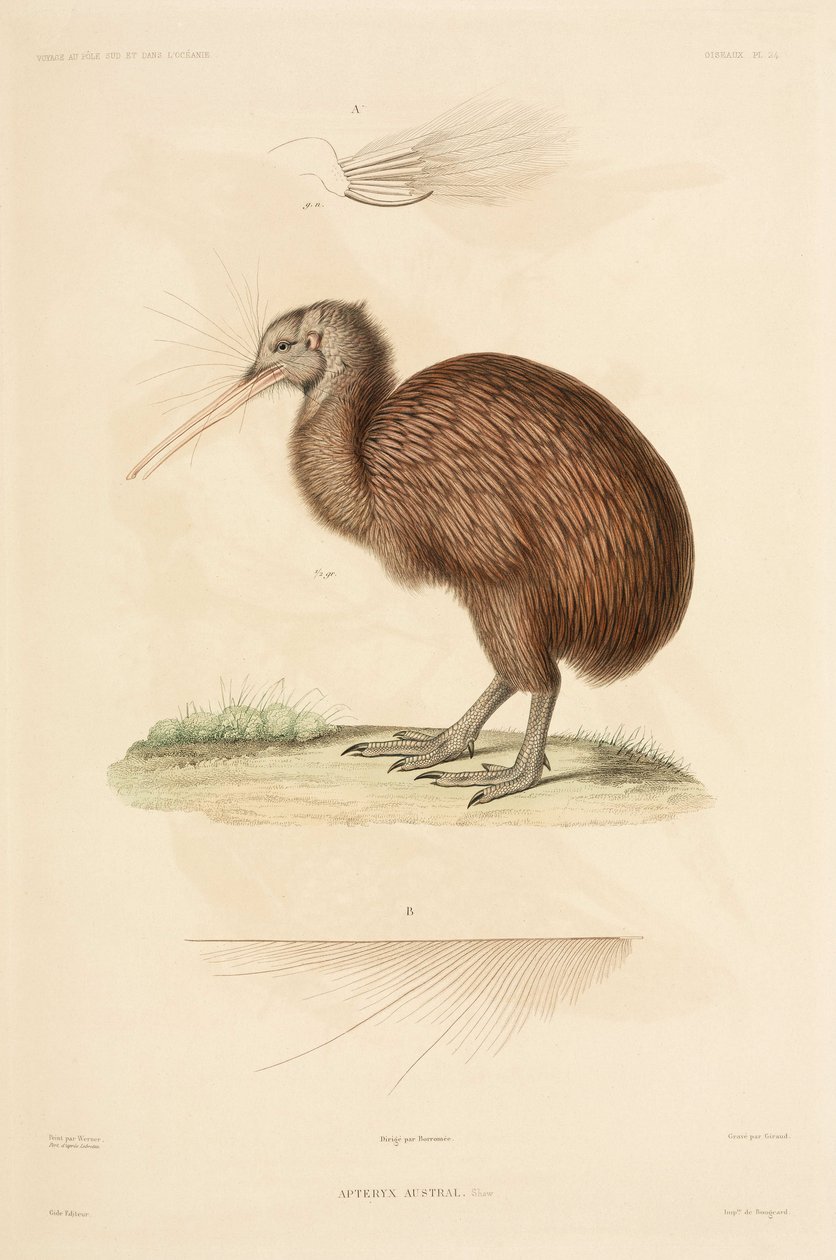 Kiwi, Nový Zéland od John Pardon