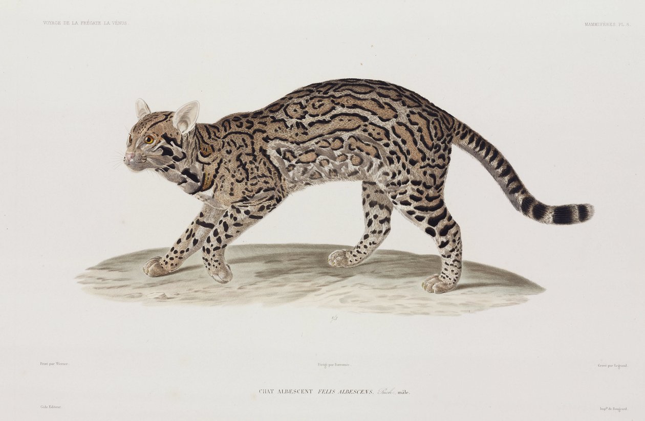 Ocelot, USA od John Pardon