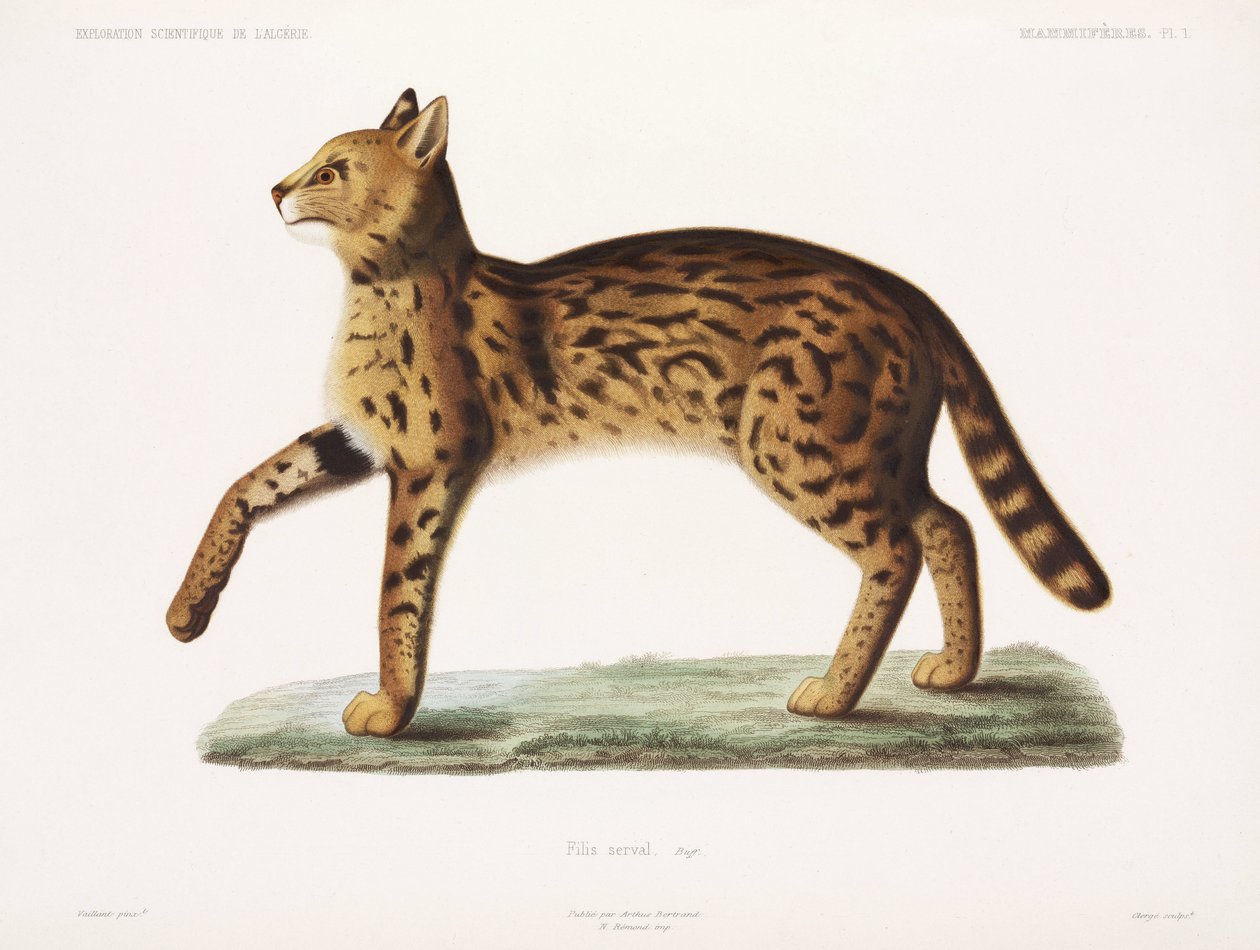 Serval, Alžírsko od John Pardon