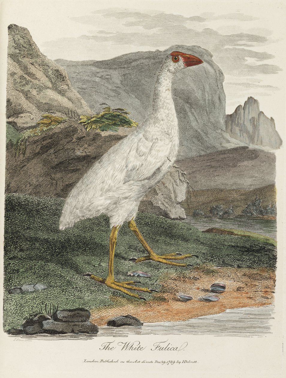 "The White Fulica" od John Pardon