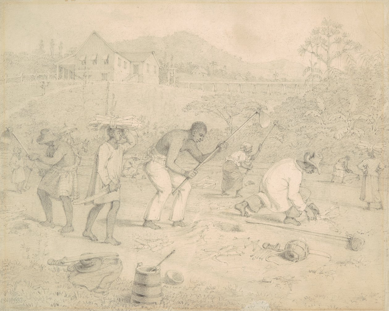 Pěstování cukrové třtiny (Trinidad) od Richard Bridgens