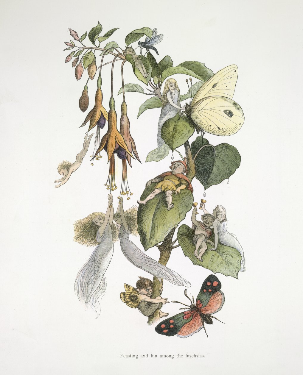Hodování a zábava mezi fuschiemi od Richard Doyle