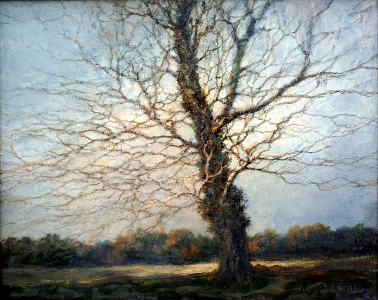 Sluncem zalitý strom od Richard Willis