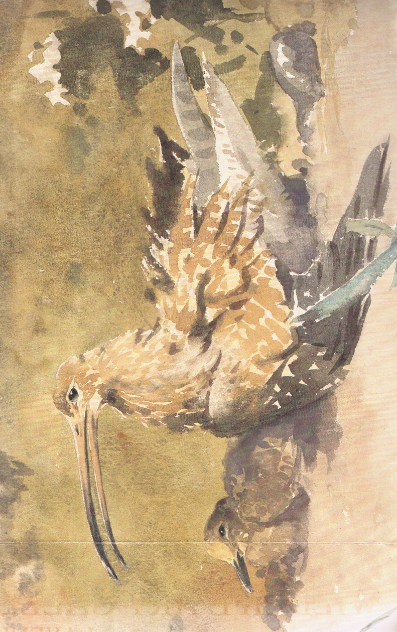 Curlew a mladý od Robert George Talbot Kelly