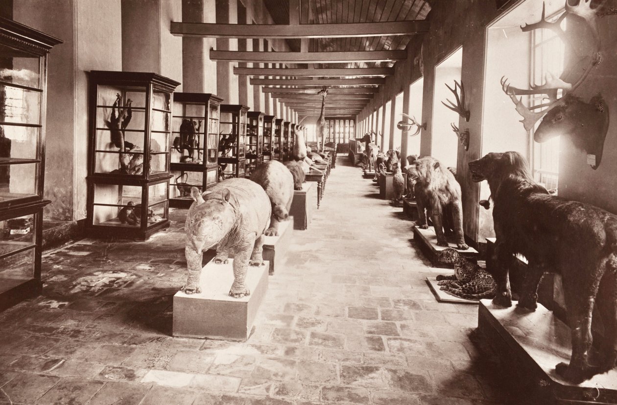 Národní muzeum v Bangkoku, kolem roku 1890 od Robert Lenz