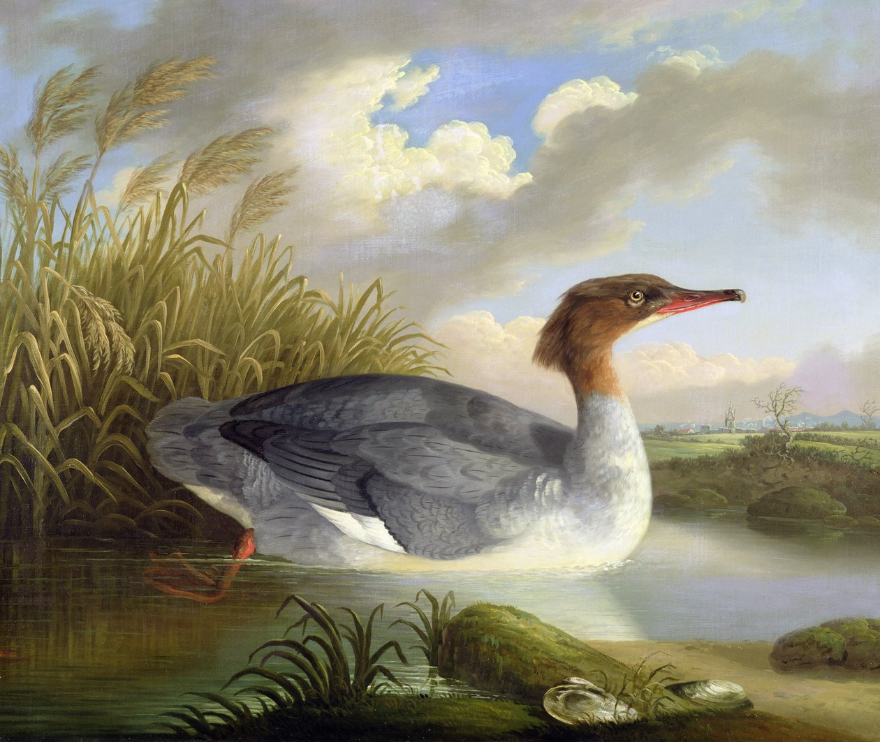 Dun Diver (Goosander) od Robert Wilkinson Padley
