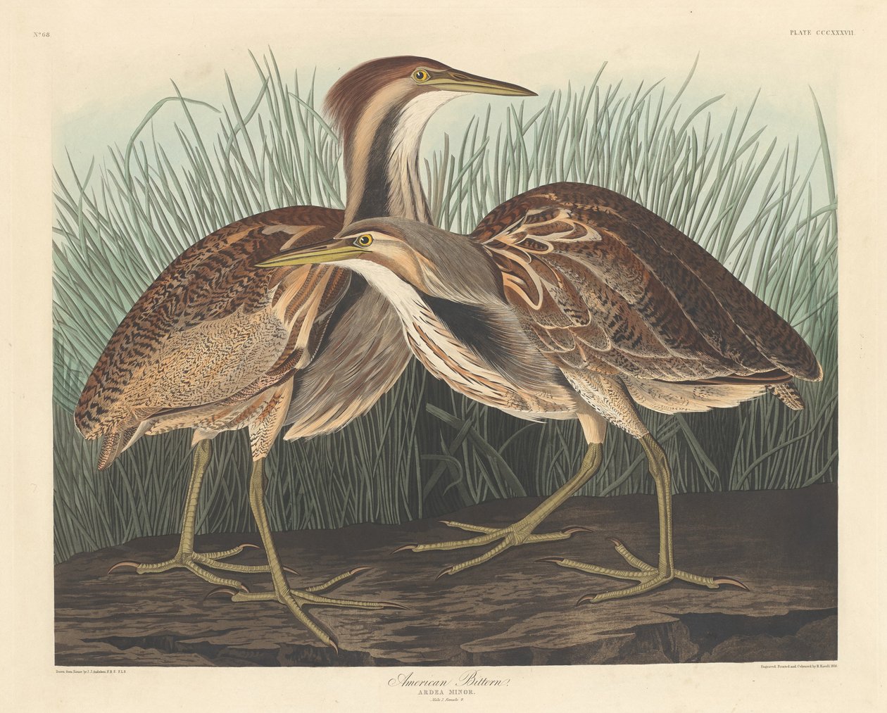 Americký bittern, 1836. od Robert Havell