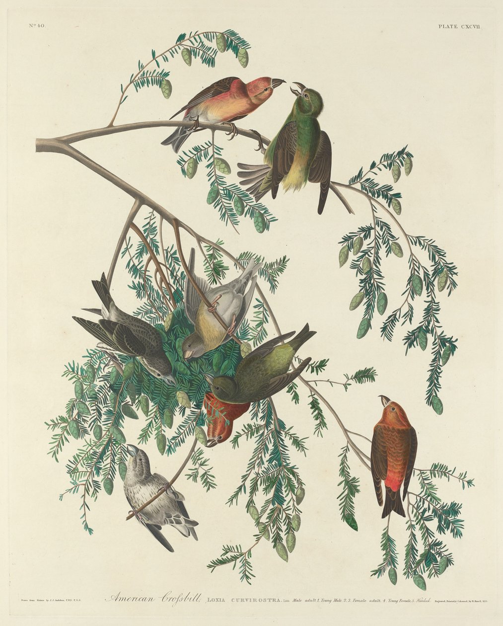 American Crossbill, 1834. od Robert Havell