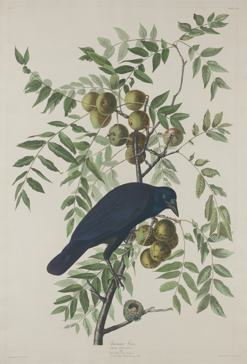 Americká vrána, 1833. od Robert Havell
