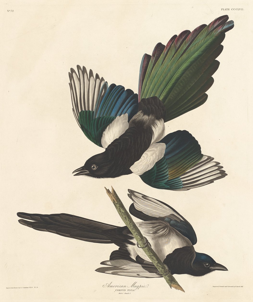 Americká straka, 1837. od Robert Havell