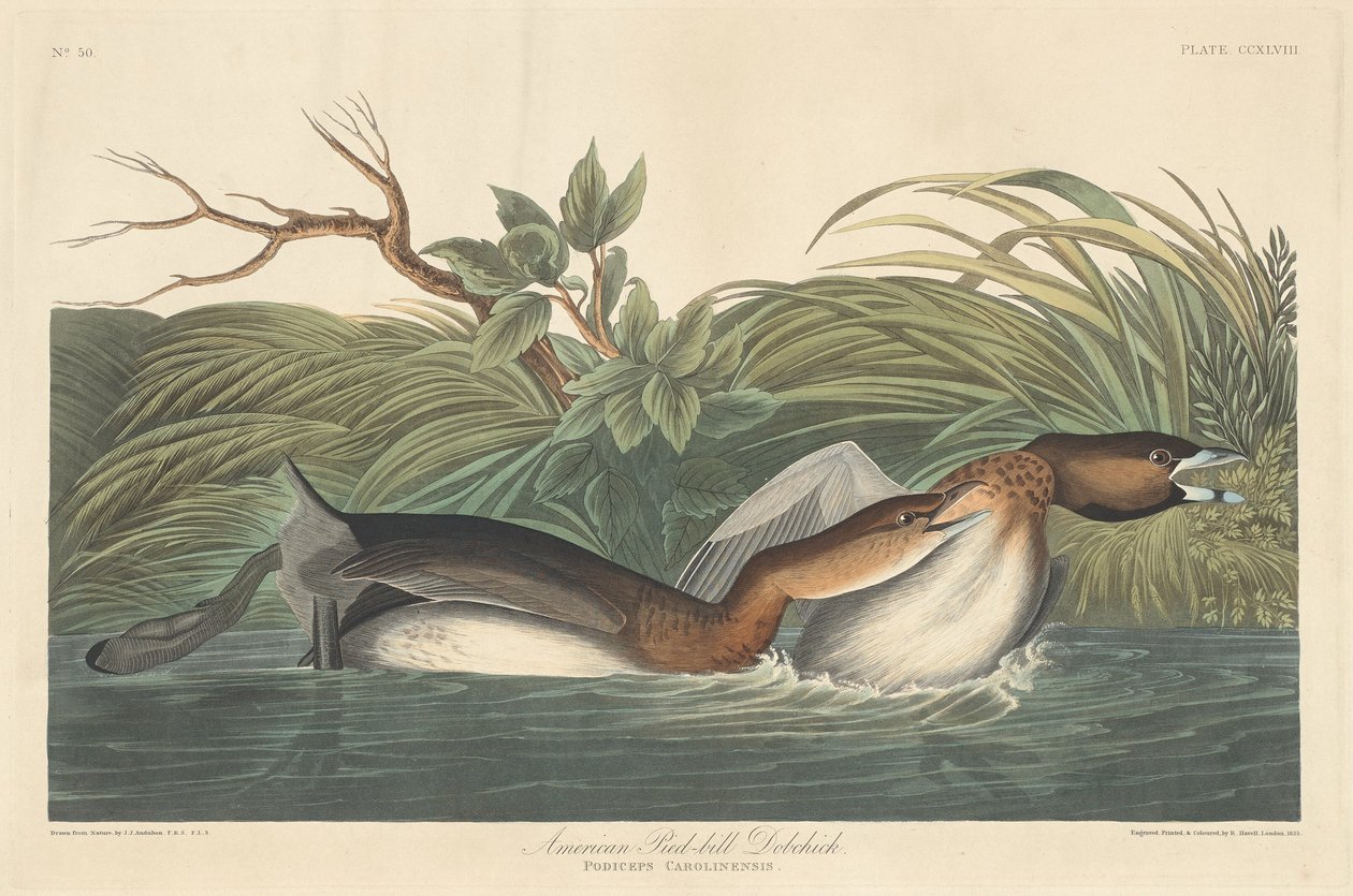 Americký Pied-Bill Dobchick, 1835. od Robert Havell