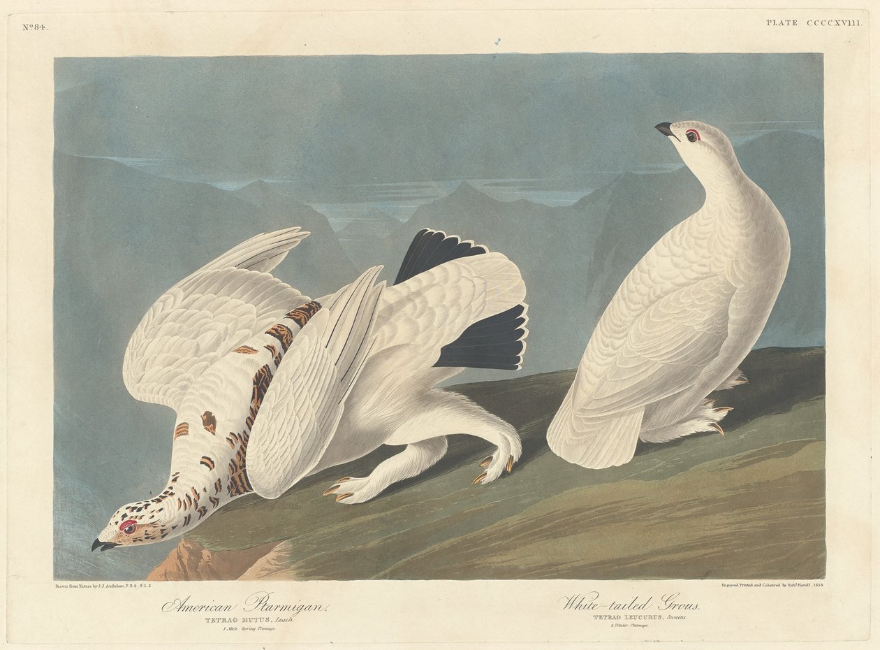 Americký Ptarmigan a White-tailed Grous, 1838. od Robert Havell