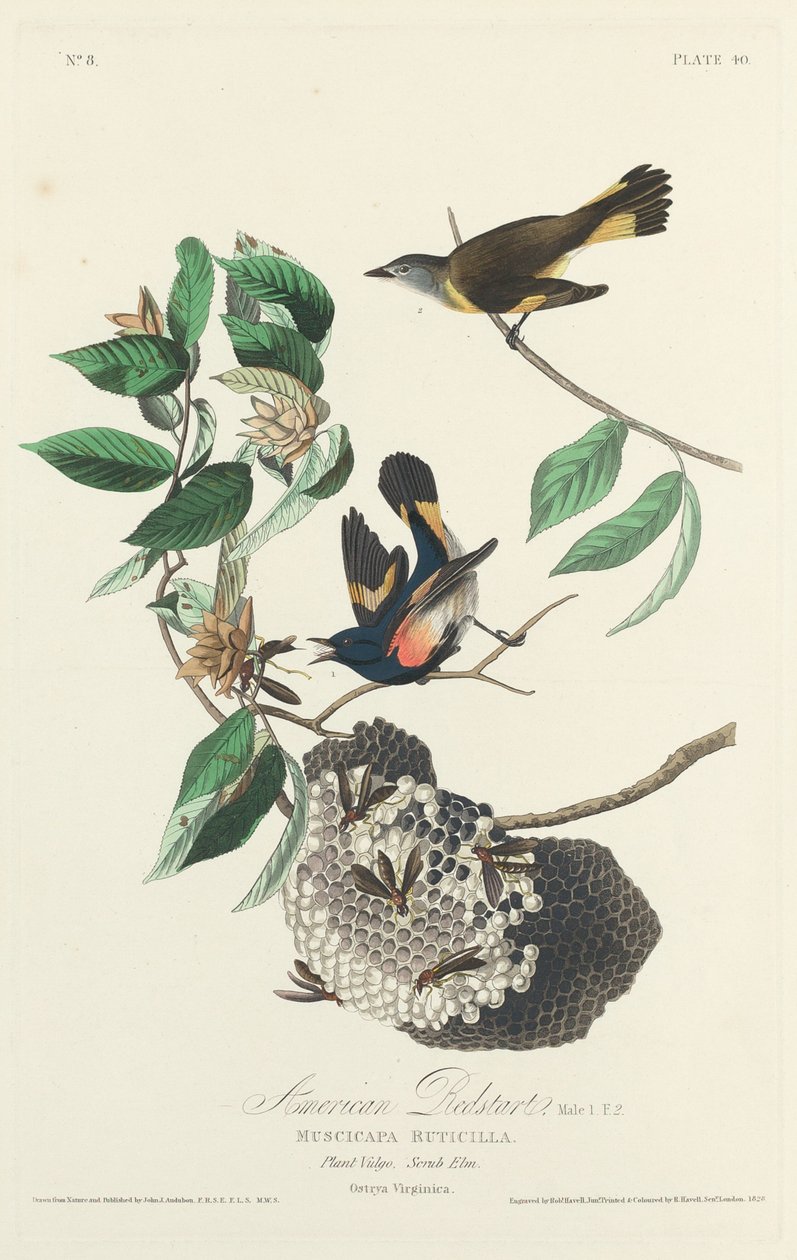 American Redstart, 1828. od Robert Havell