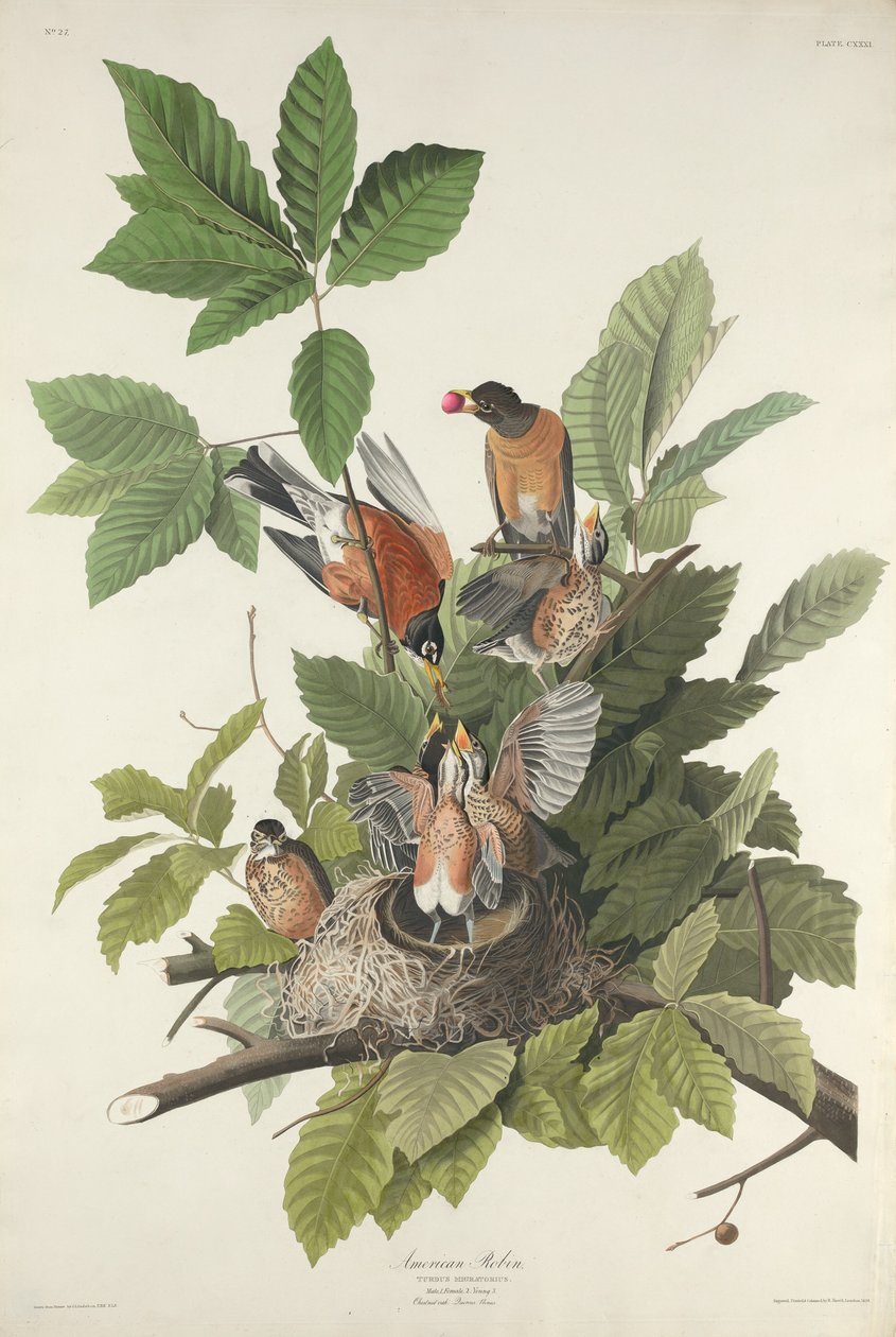 Americký Robin, 1832. od Robert Havell