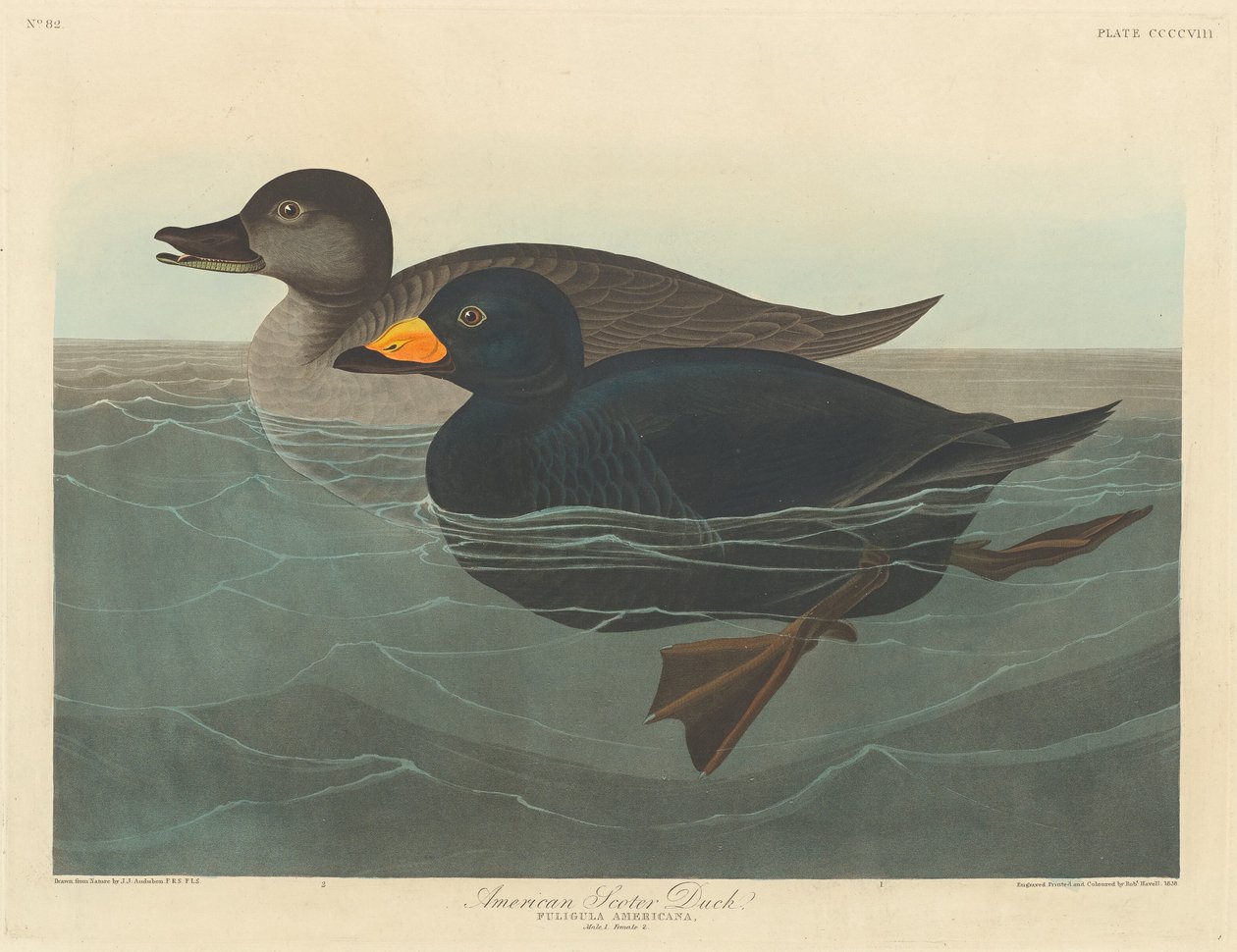 American Scoter Duck, 1838. od Robert Havell