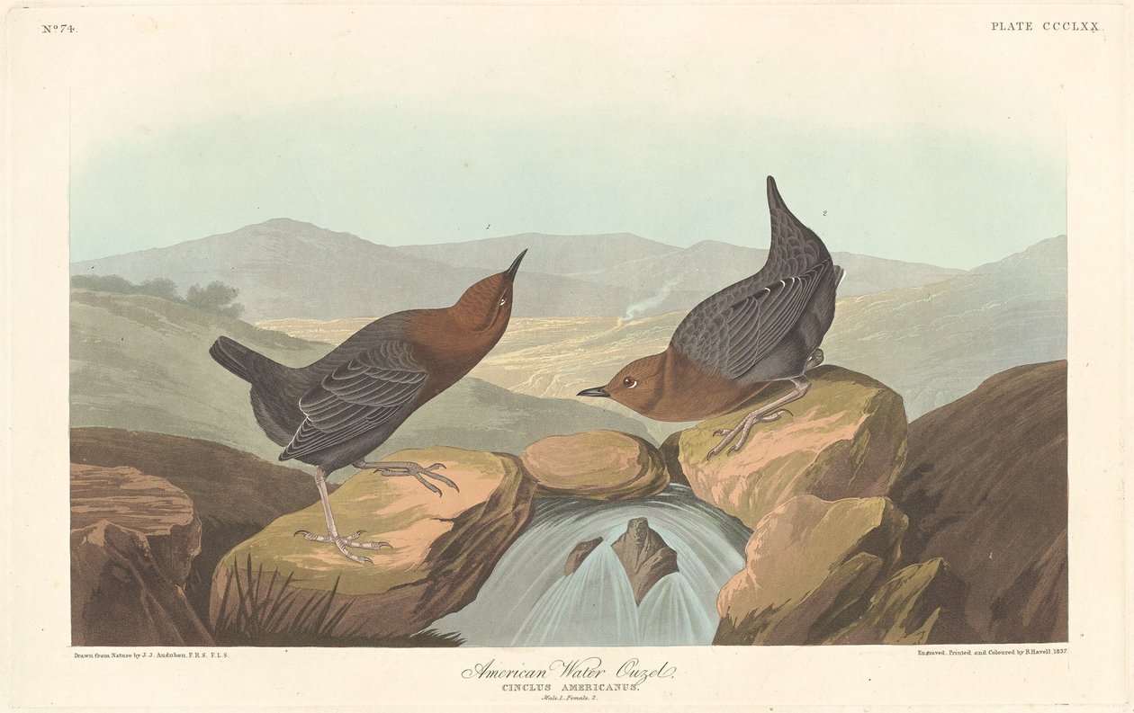 American Water Ouzel, 1837. od Robert Havell