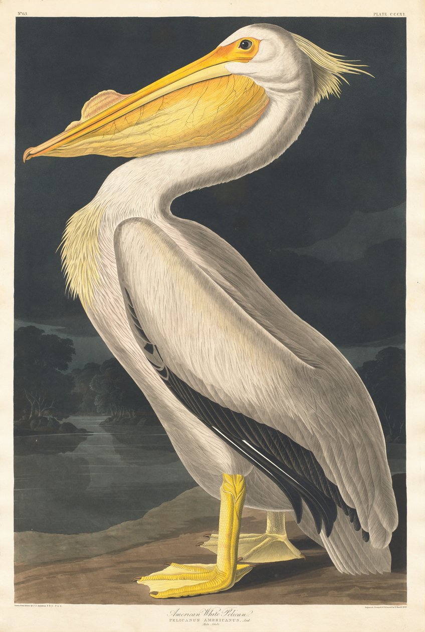 Americký bílý pelikán, 1836. od Robert Havell