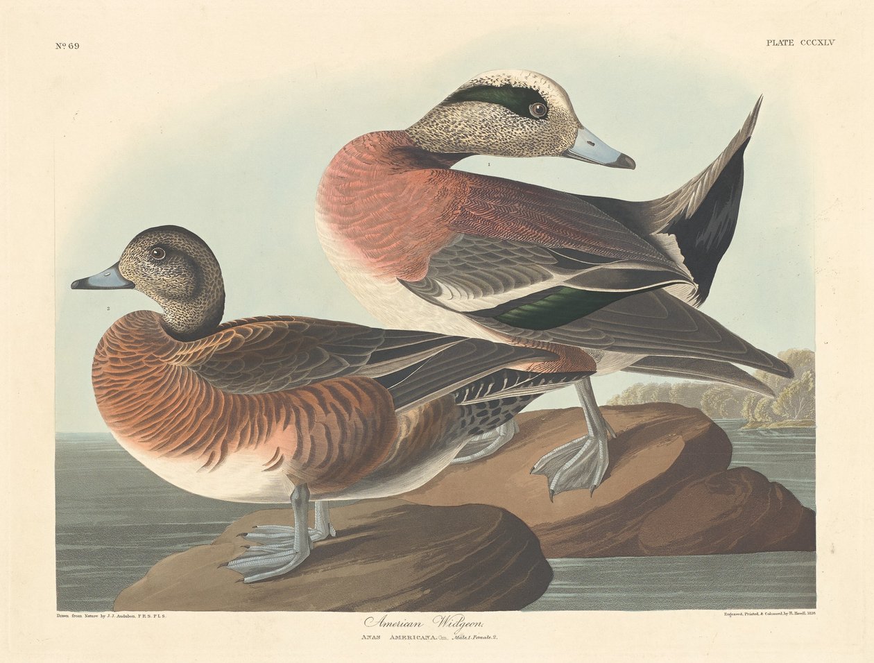Americký Widgeon, 1836. od Robert Havell