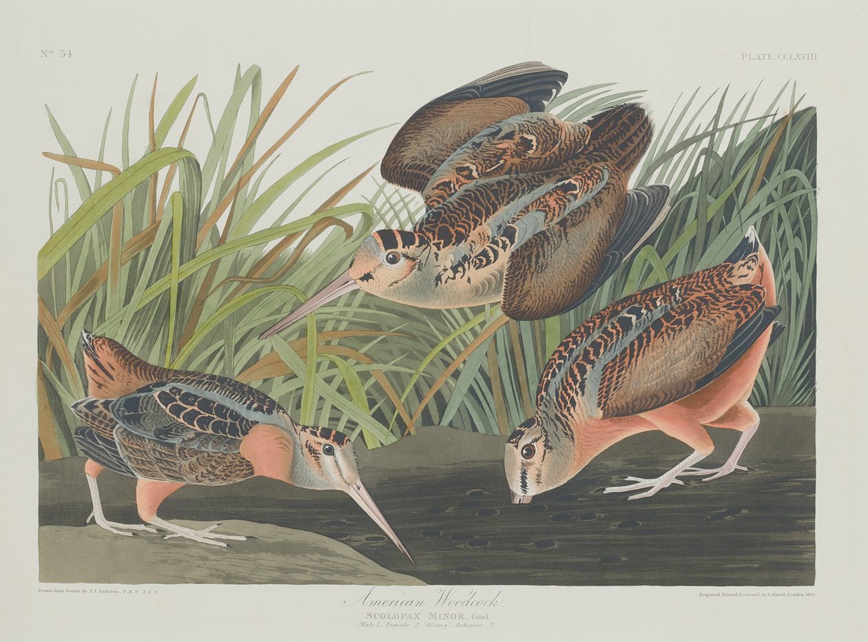 Americký Woodcock, 1835. od Robert Havell