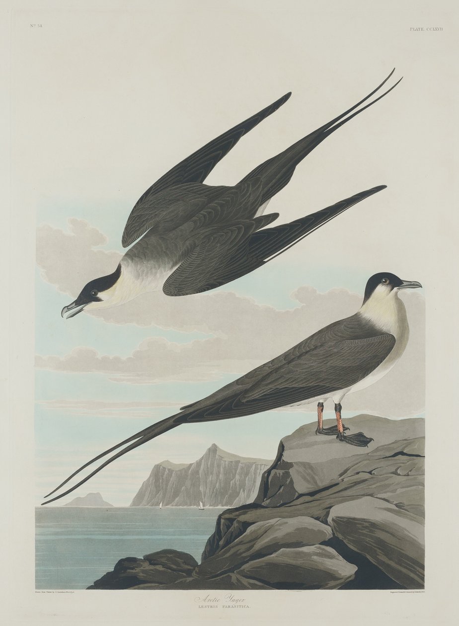 Arctic Jager, 1835. od Robert Havell
