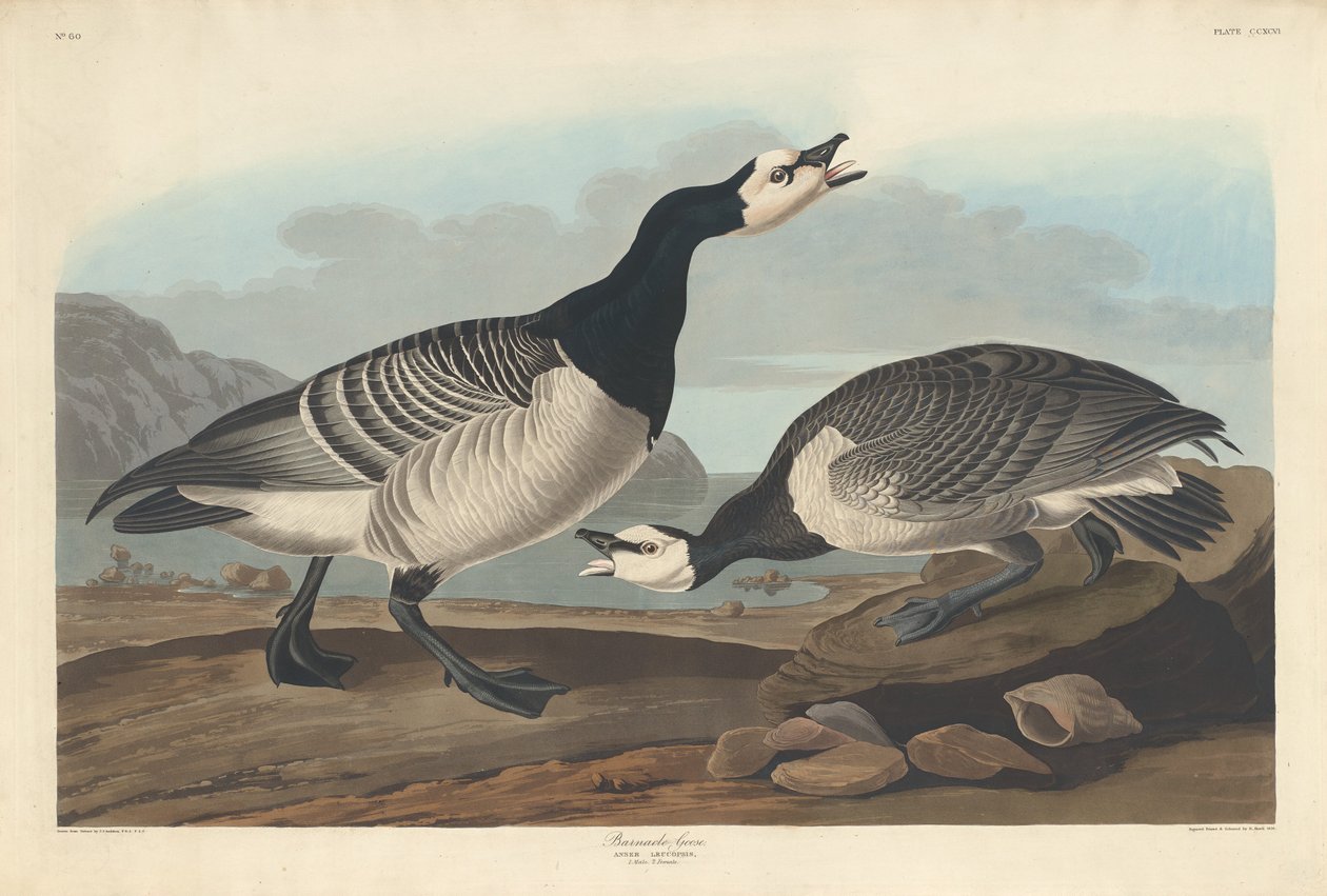Barnacle Goose, 1836. od Robert Havell