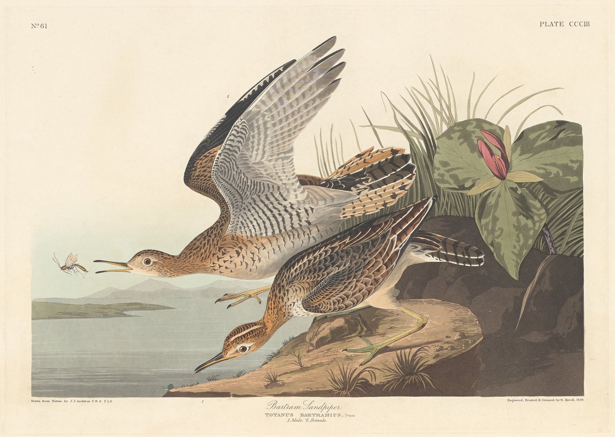 Bartram Sandpiper, 1836. od Robert Havell