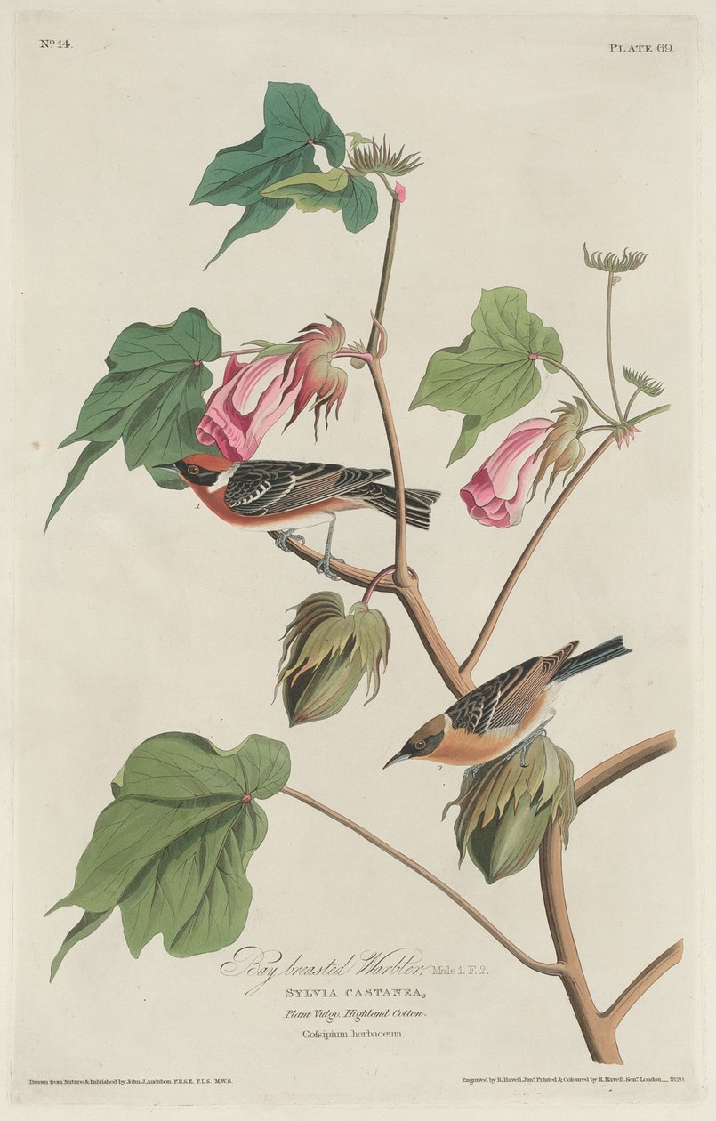 Pěnice hnědá, 1829. od Robert Havell