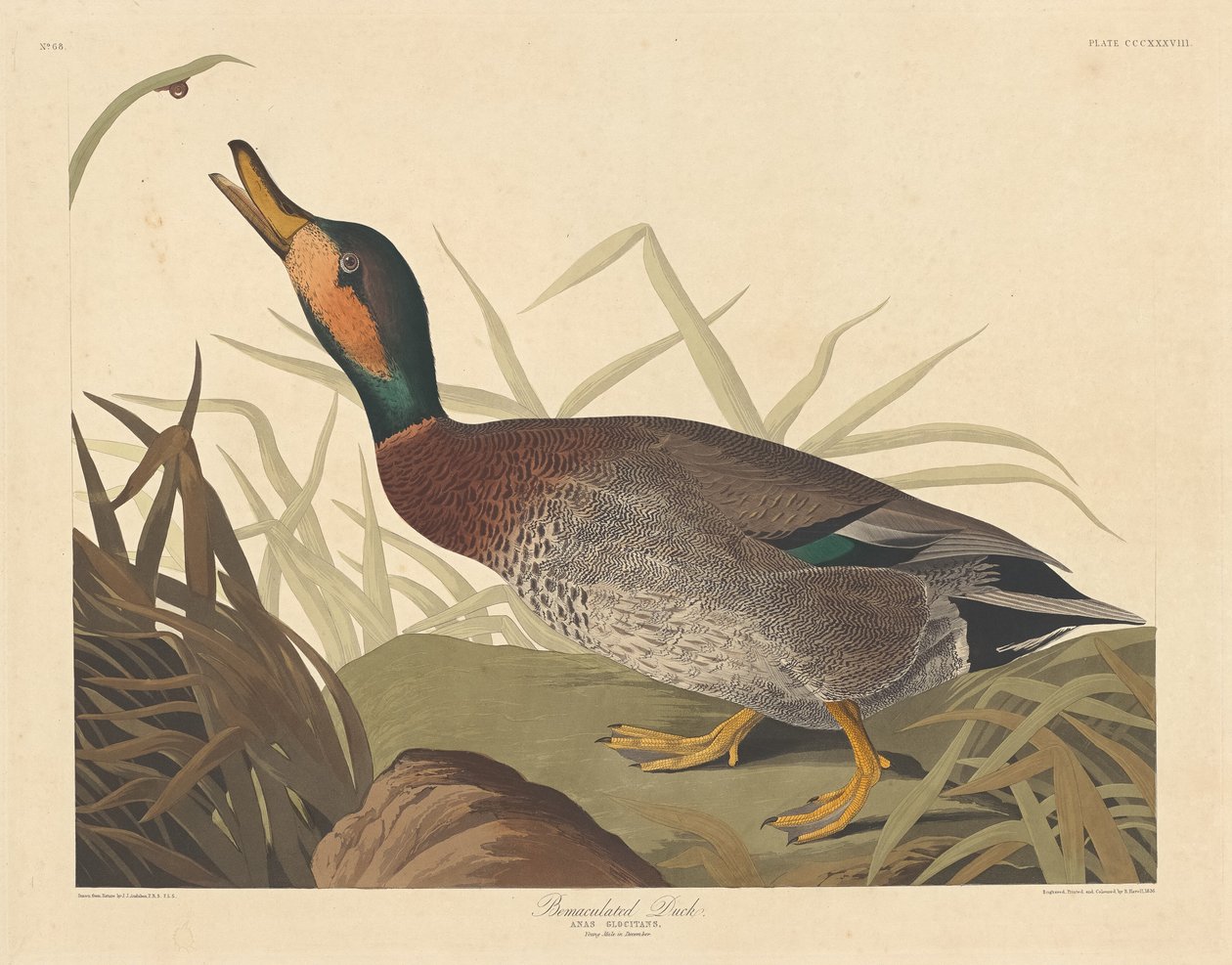 Poskvrněná kachna, 1836. od Robert Havell
