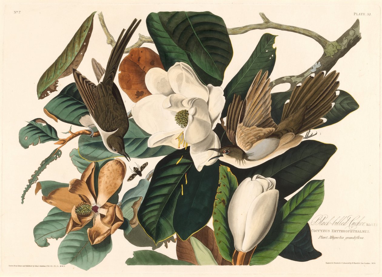 Kukačka černozobá, 1828. od Robert Havell