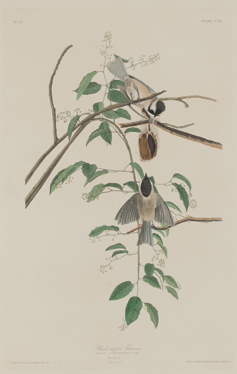 Sýkora černohlavá, 1833. od Robert Havell