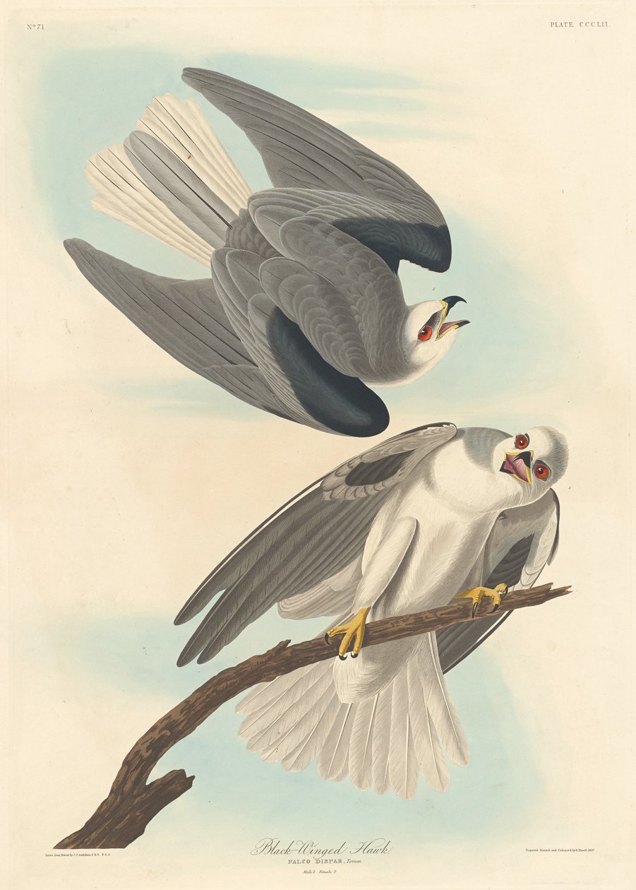 Jestřáb černokřídlý, 1837. od Robert Havell