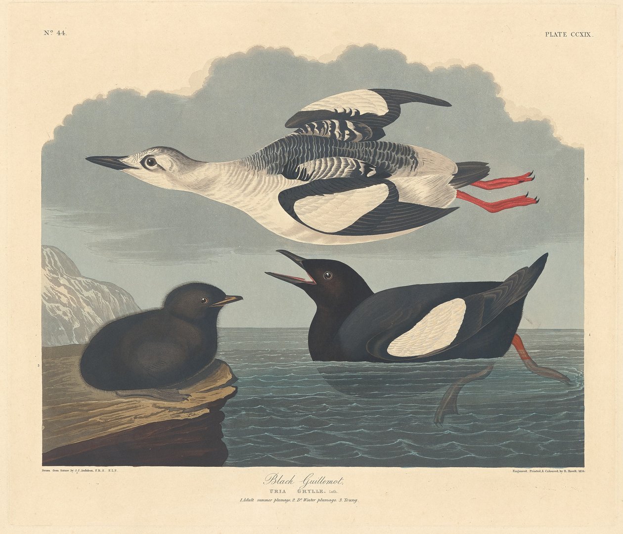 Černý Guillemot, 1834. od Robert Havell