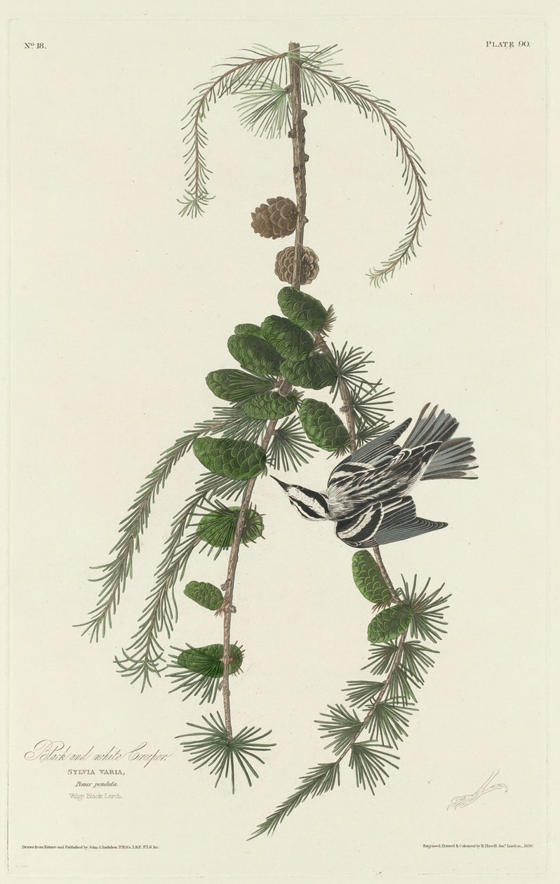 Black and White Creeper, 1830. od Robert Havell