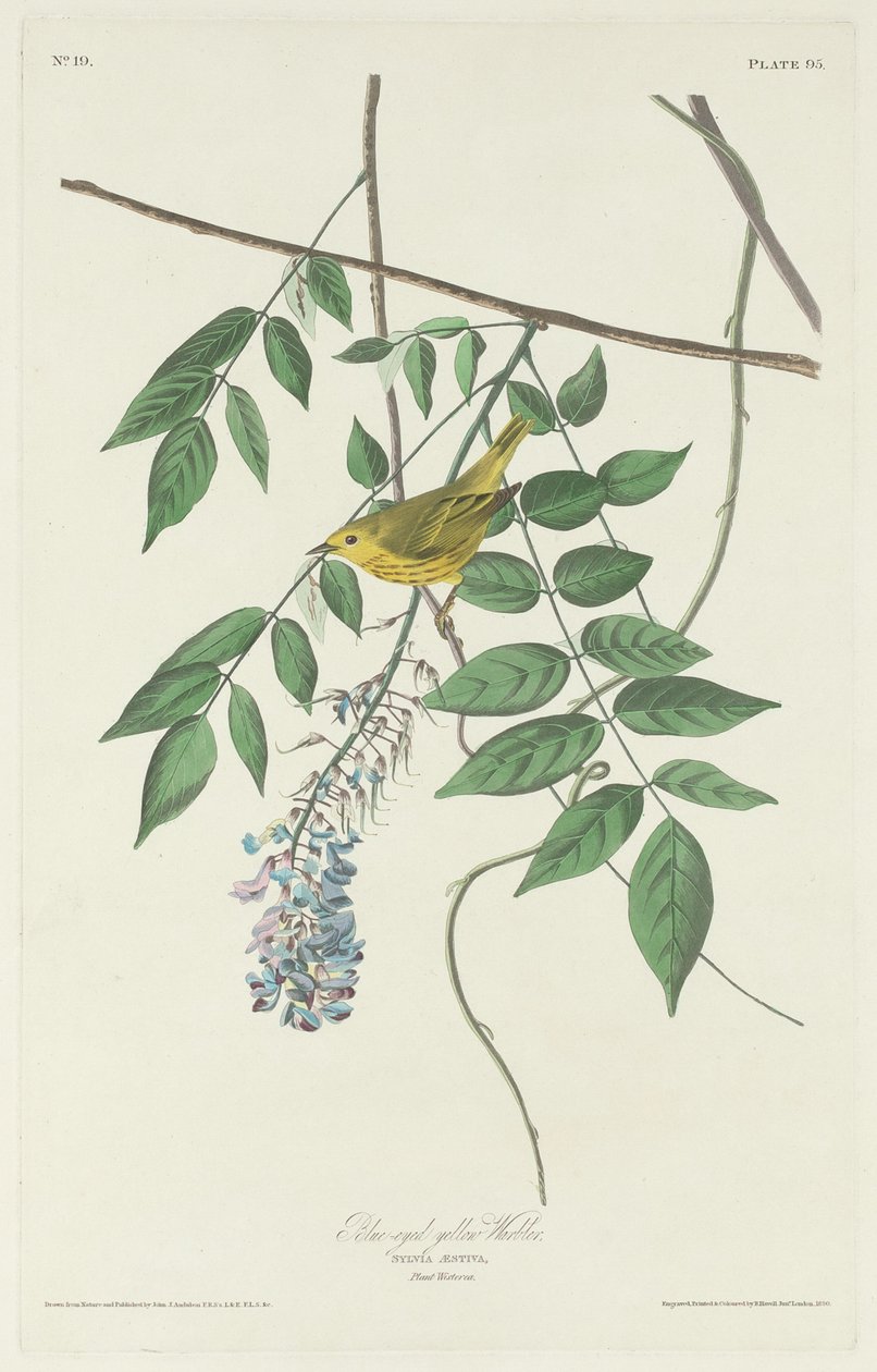 Modrooký žlutý pěnice, 1830. od Robert Havell