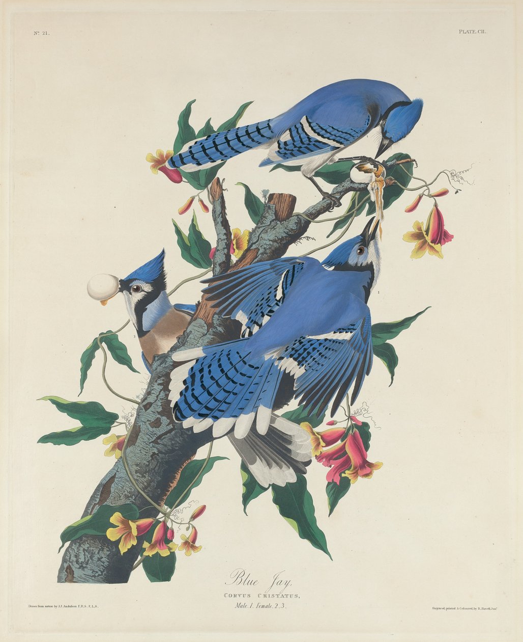 Blue Jay, 1831. od Robert Havell