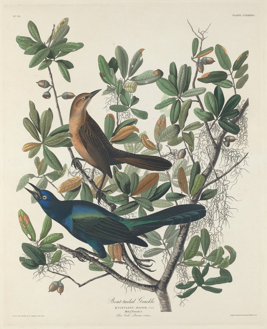 Loď-sledoval Grackle, 1834. od Robert Havell