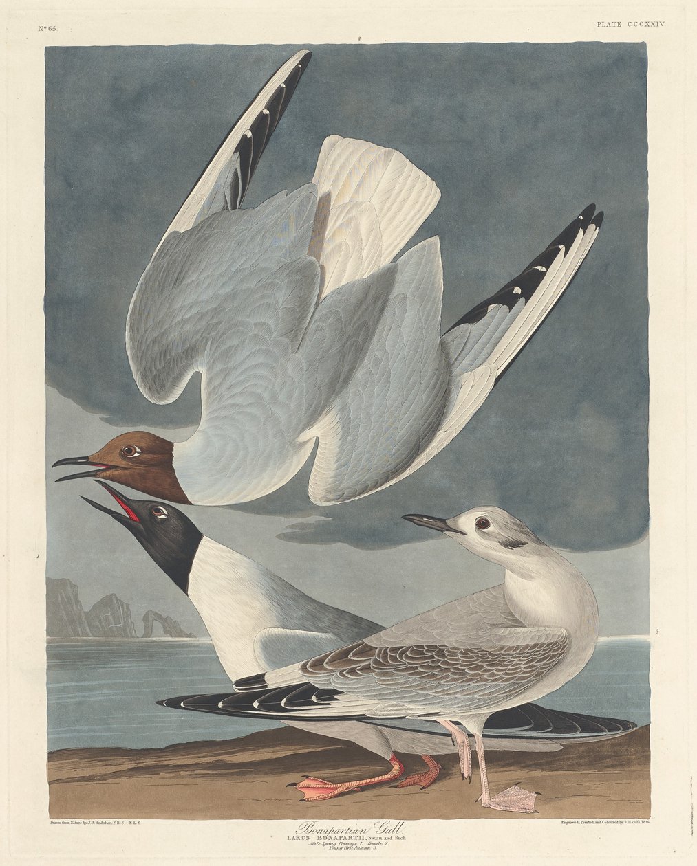 Bonapartský racek, 1836. od Robert Havell