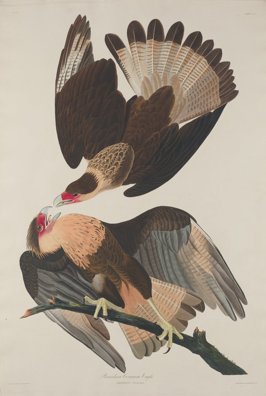 Brazilský orel Caracara, 1833. od Robert Havell