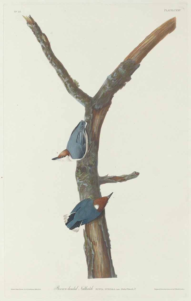 Brhlík hnědohlavý, 1831. od Robert Havell