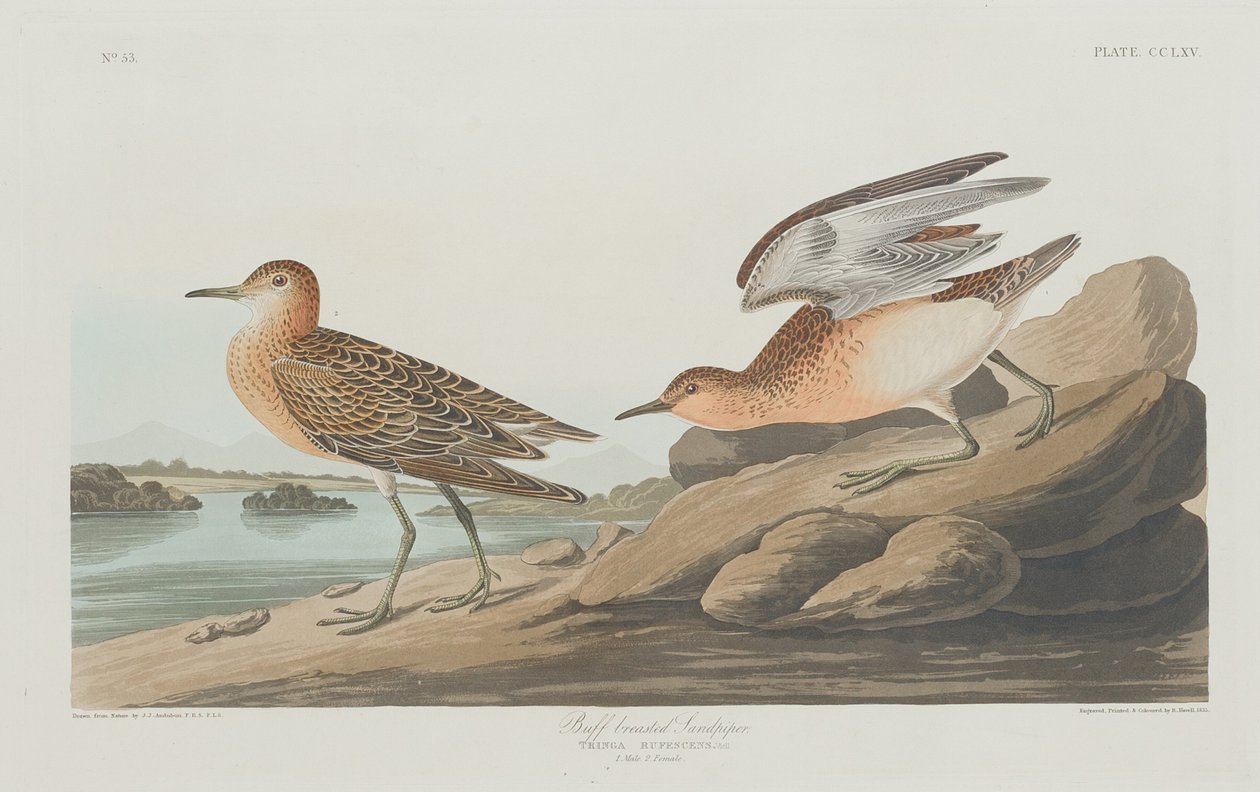 Jespák bahenní, 1835. od Robert Havell