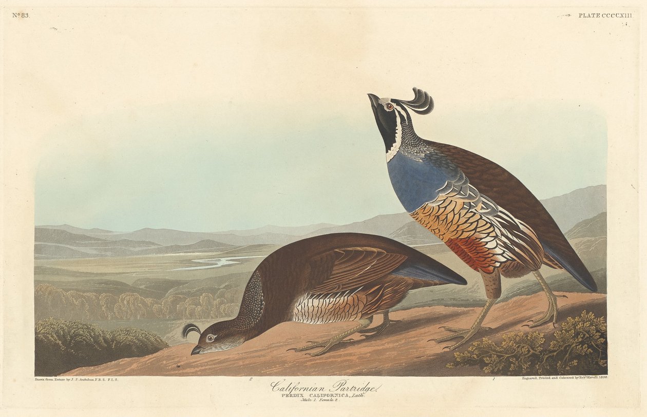 Kalifornský Partridge, 1838. od Robert Havell