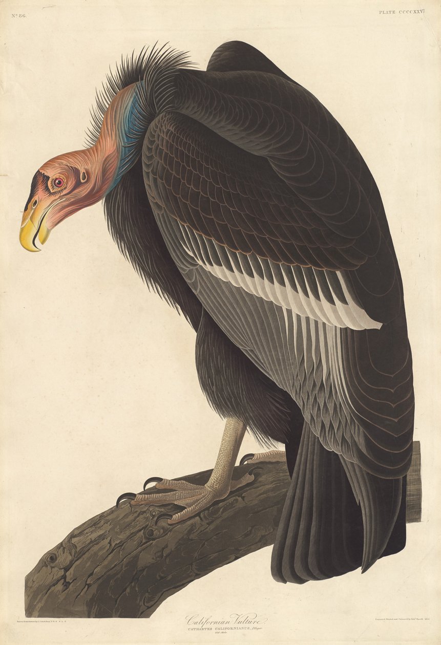 Kalifornský sup, 1838. od Robert Havell