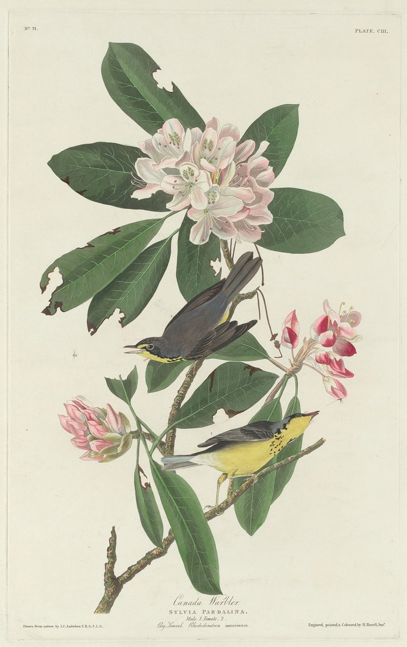 Pěnice kanadská, 1831. od Robert Havell