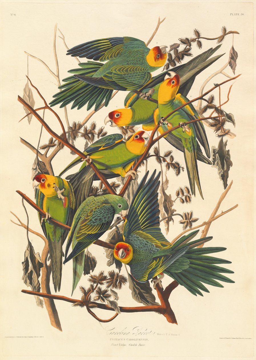 Caroline Parrot, 1827. od Robert Havell