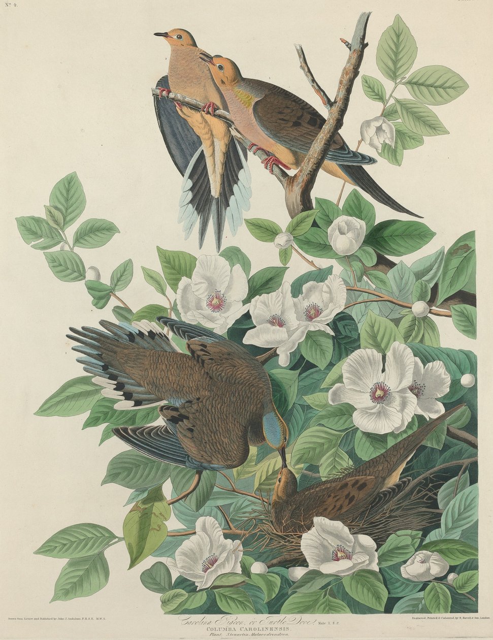 Carolina Pigeon nebo Turtle Dove, 1827. od Robert Havell