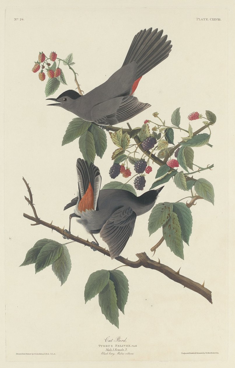 Kočičí pták, 1832. od Robert Havell