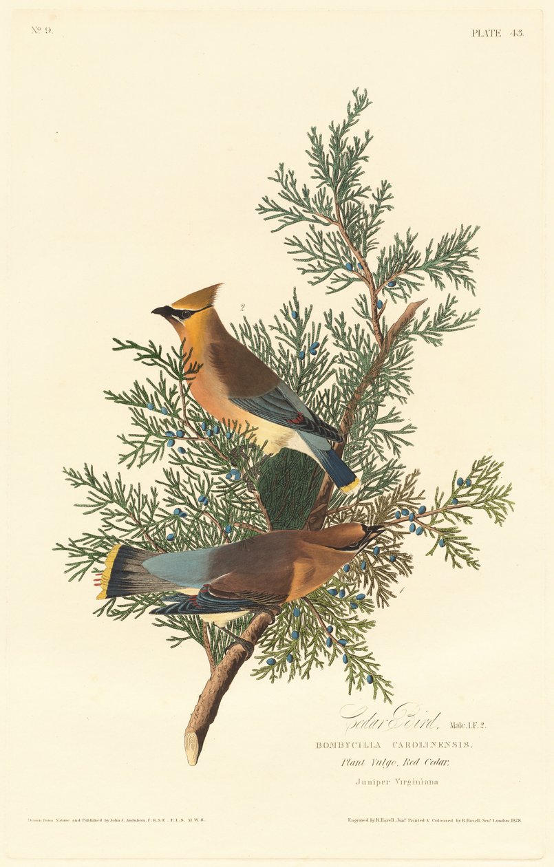 Cedrový pták, 1828. od Robert Havell
