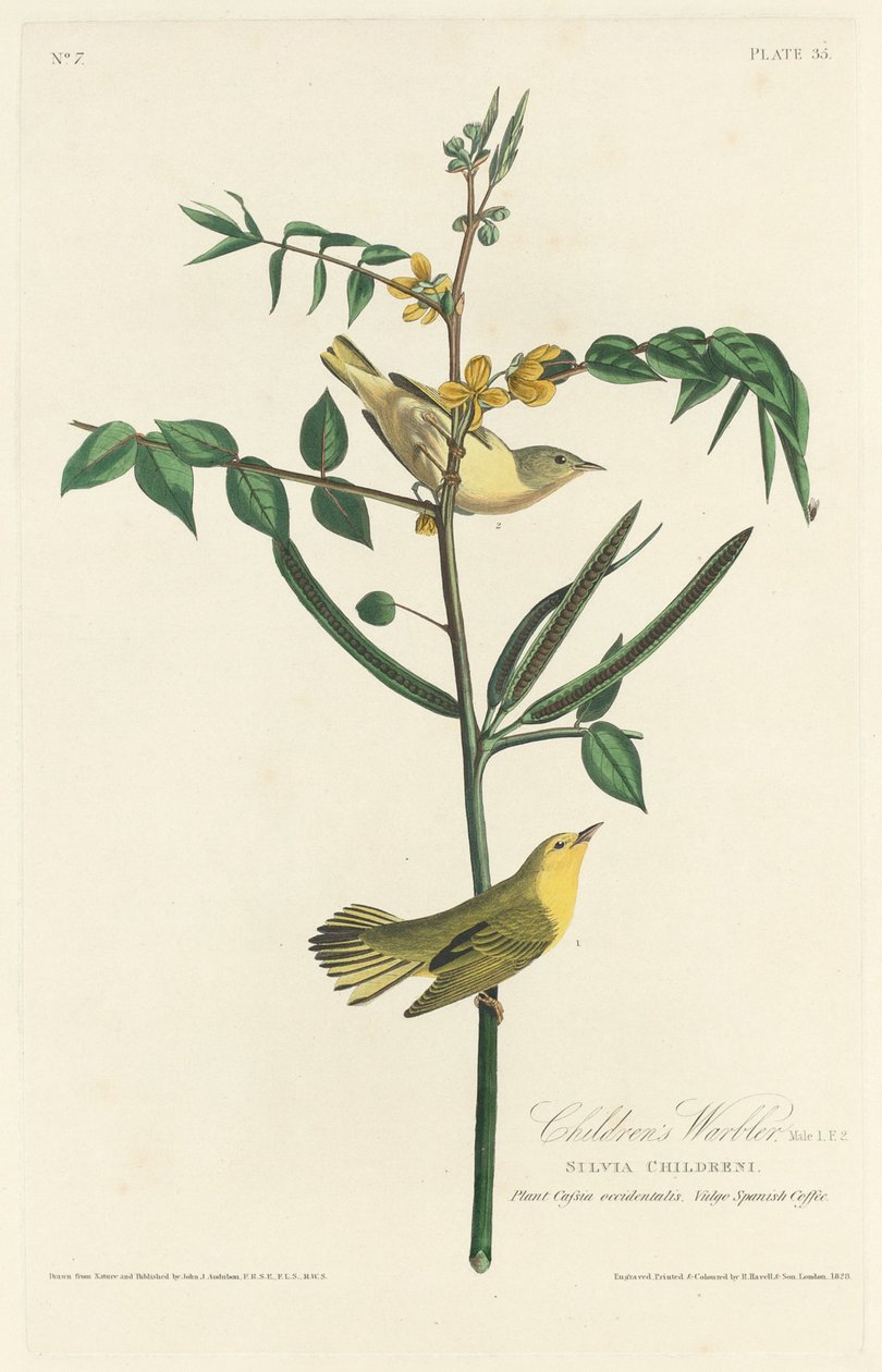 Dětská pěnice, 1828. od Robert Havell
