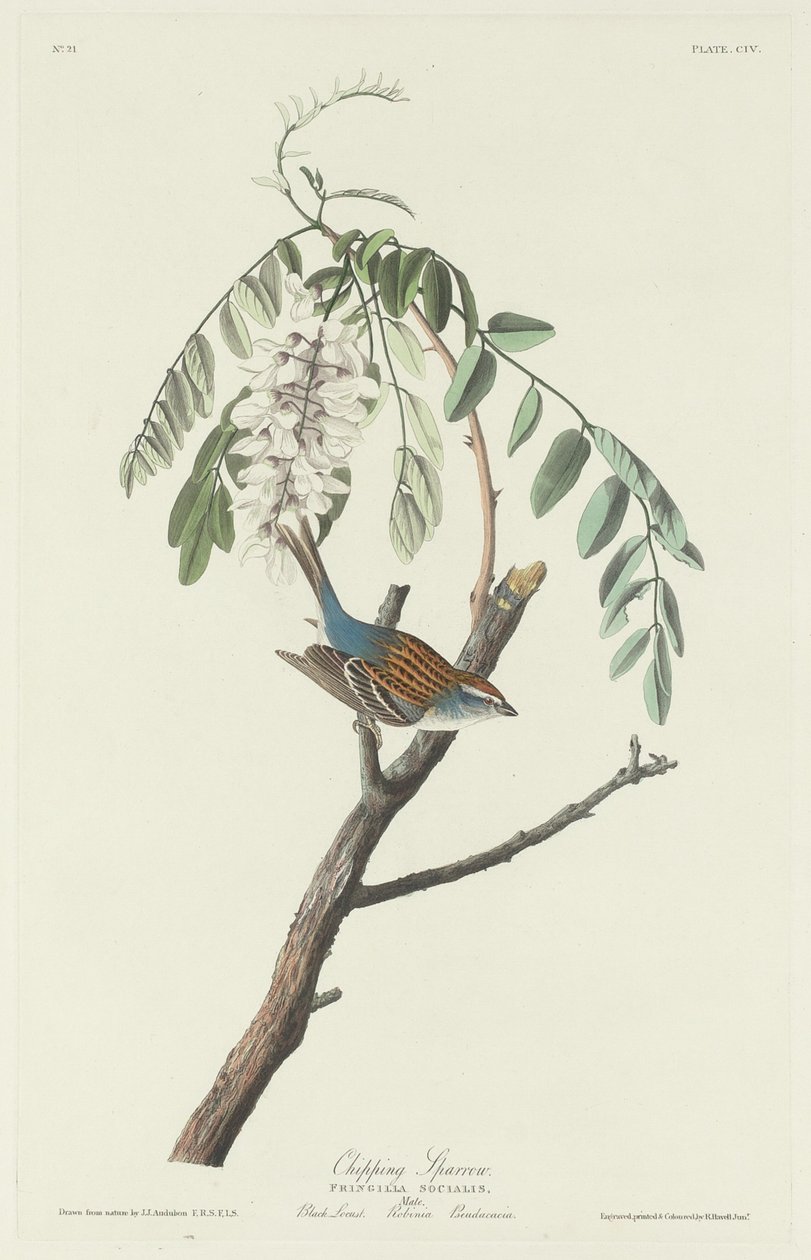Chipping Sparrow, 1831. od Robert Havell