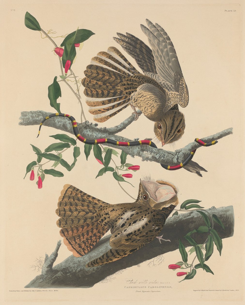 Vdova po Chucku Willovi, 1829. od Robert Havell